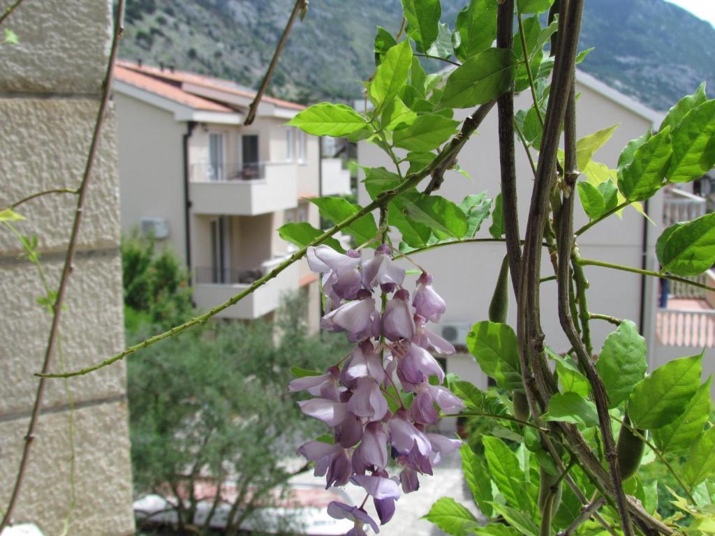 Apartmani Kovacevic Kotor Værelse billede